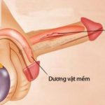 Dấu Hiệu Nhận Biết Tình Trạng Dương Vật Không Cương Được Lâu