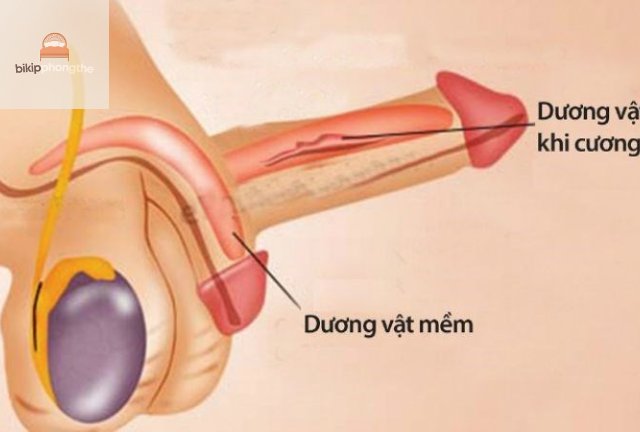 Dấu Hiệu Nhận Biết Tình Trạng Dương Vật Không Cương Được Lâu