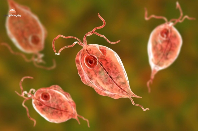 Ký sinh trùng Trichomonas vaginalis - tác nhân gây ra tình trạng bệnh